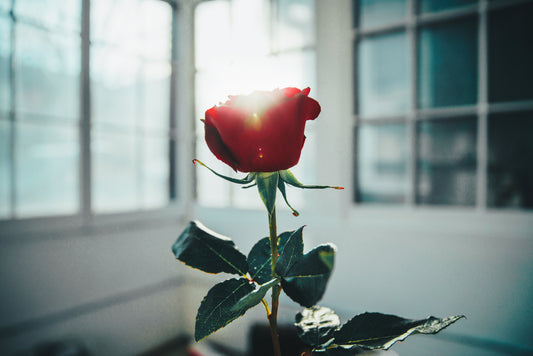 Red Rose In Window Light Photo